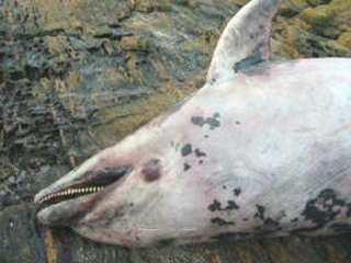 PRESTIGE DELFIN MULAR